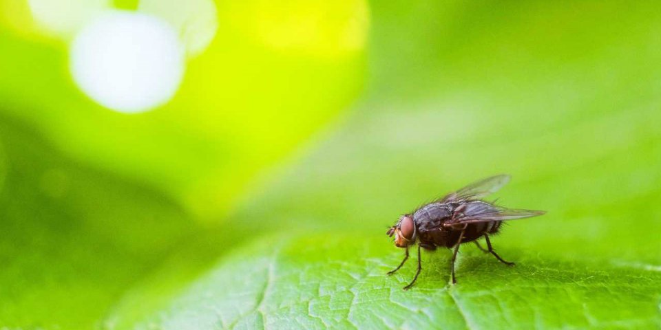 5 solutions naturelles pour faire chasser les mouches
