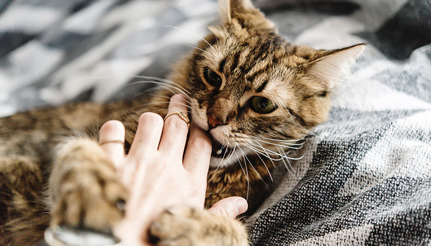 mon chat me mord